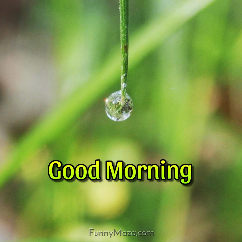 Good Morning Dew Drop HD Images Download