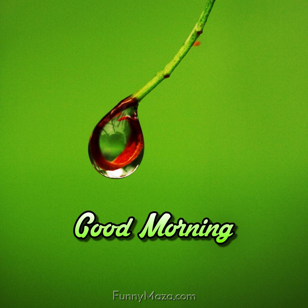 Good Morning Dew Drop Images 2024 Free Download