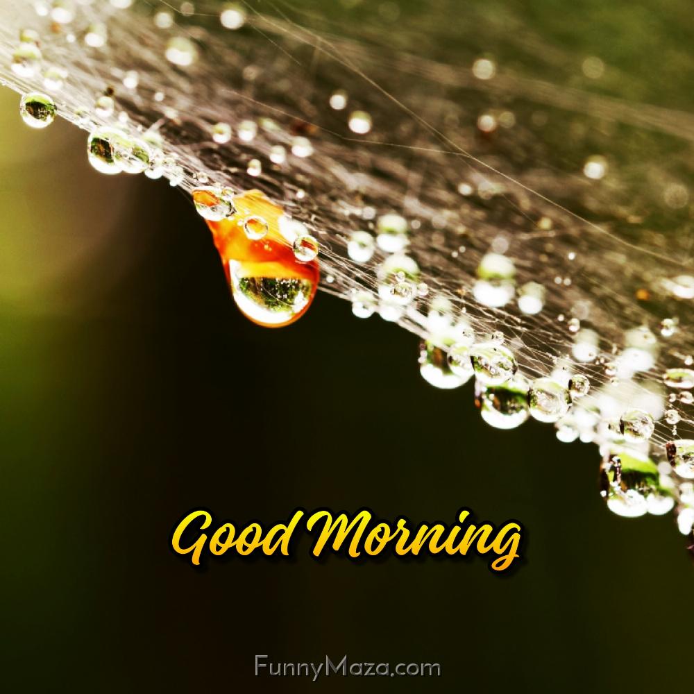 Good Morning Dew Drop Images HD Download