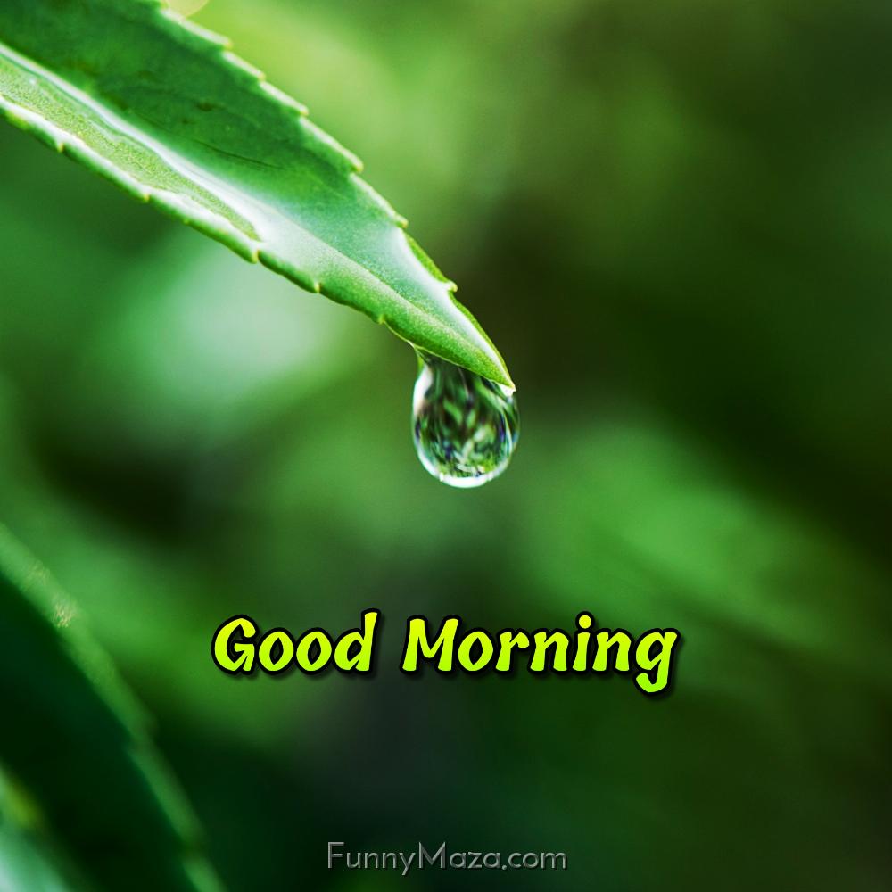 Good Morning Dew Drop Images HD