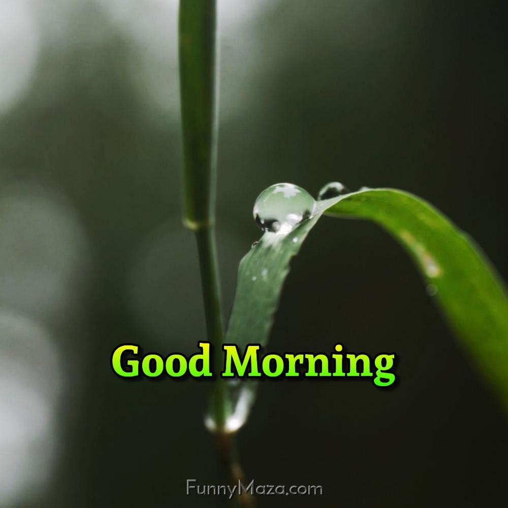 Good Morning Dew Drop Images