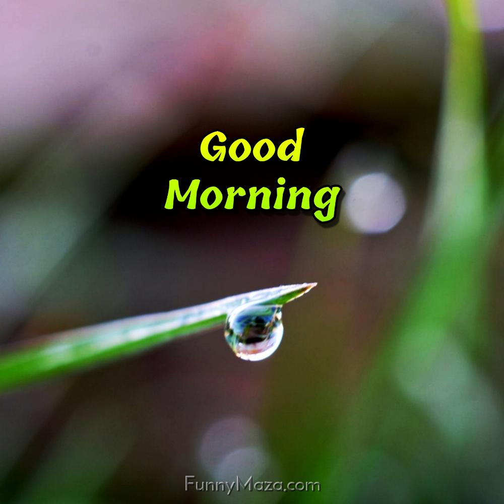 Good Morning Dew Drop Pictures Download