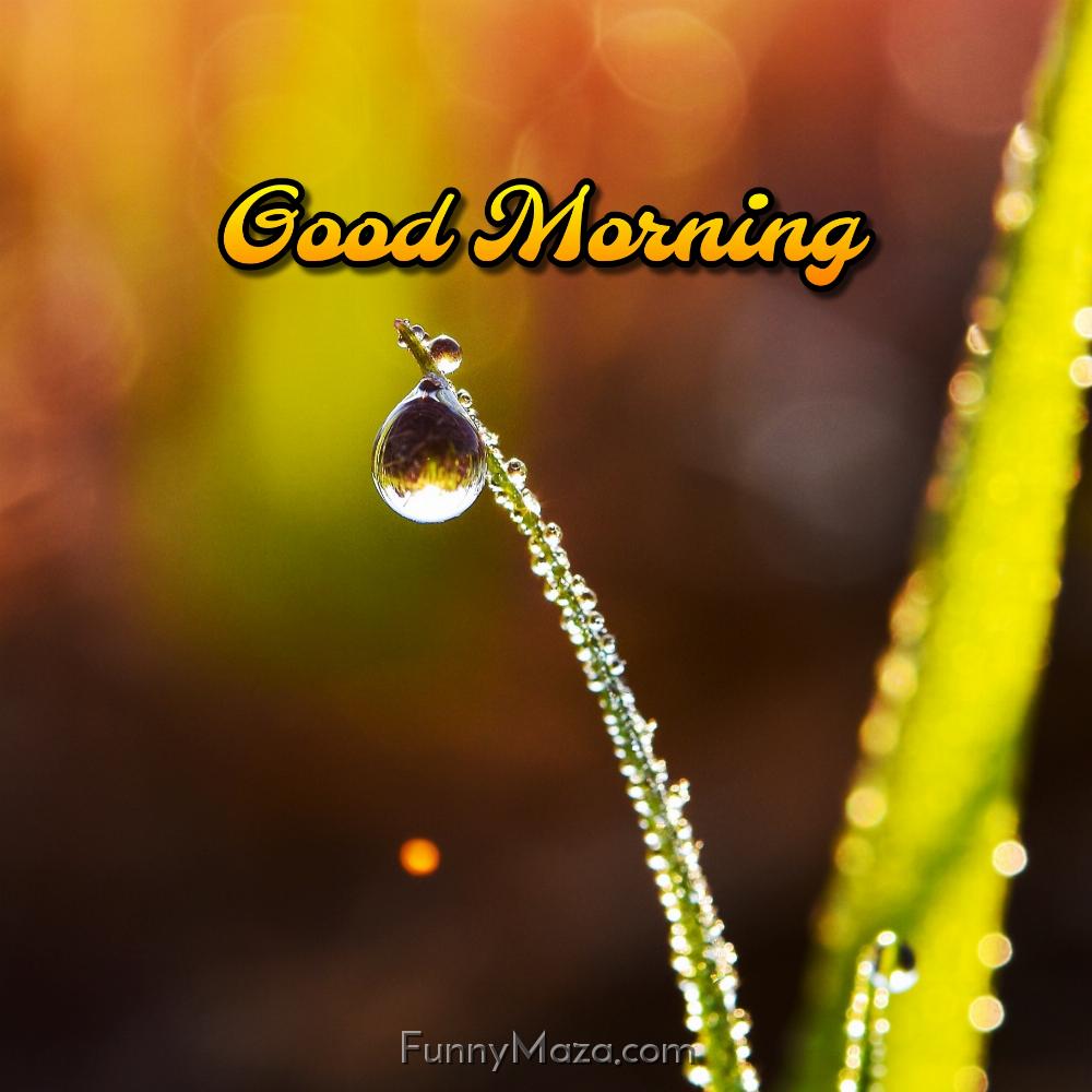 Good Morning Dew Drop Sunrise Images