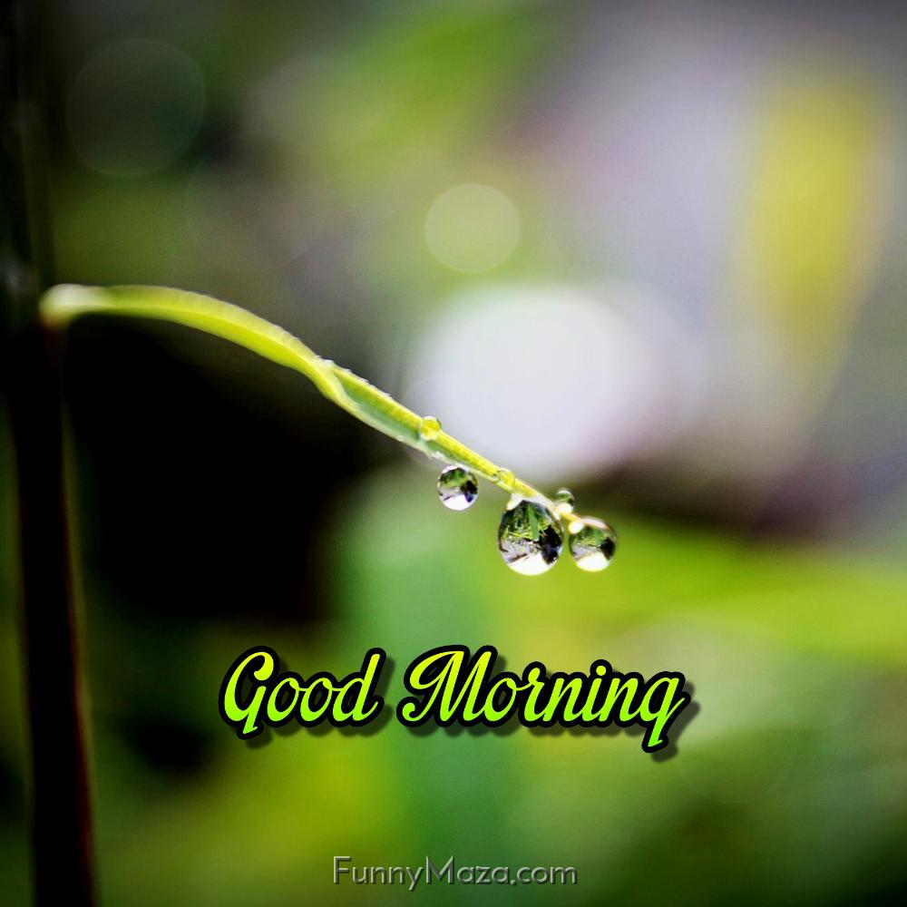 Good Morning Dew Drops HD Images Download