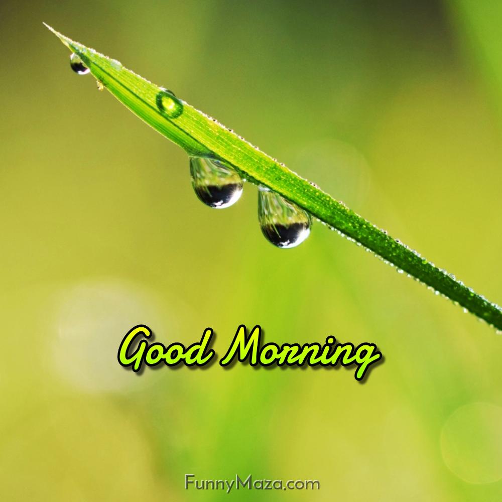 Good Morning Dew Drops Image