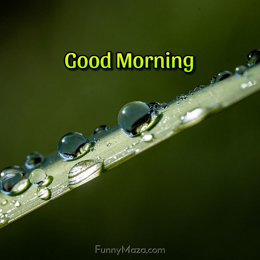 Good Morning Dew Drops Images 2024 Free Download