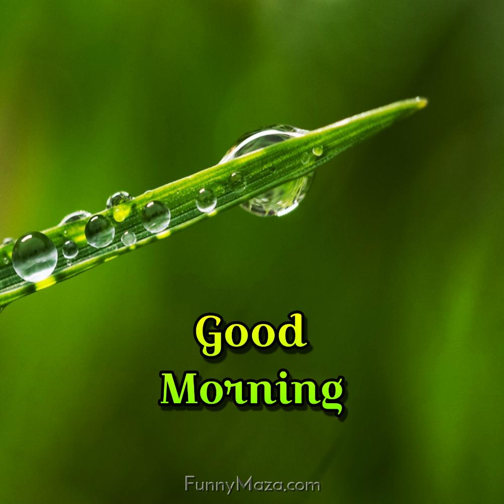 Good Morning Dew Drops Images Download