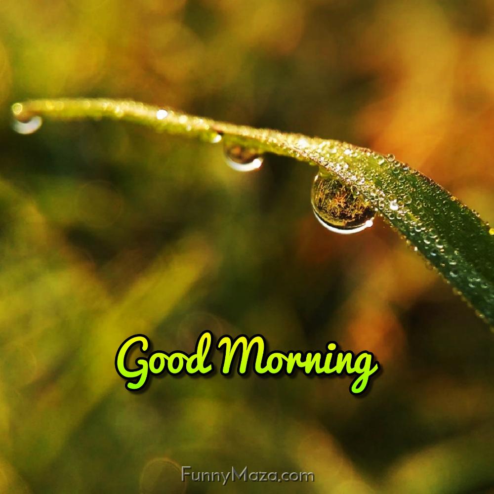 Good Morning Dew Drops Images Free