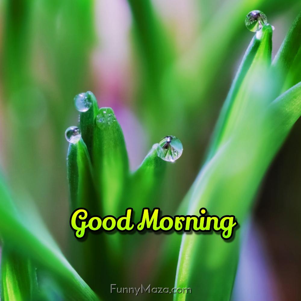 Good Morning Dew Drops Images