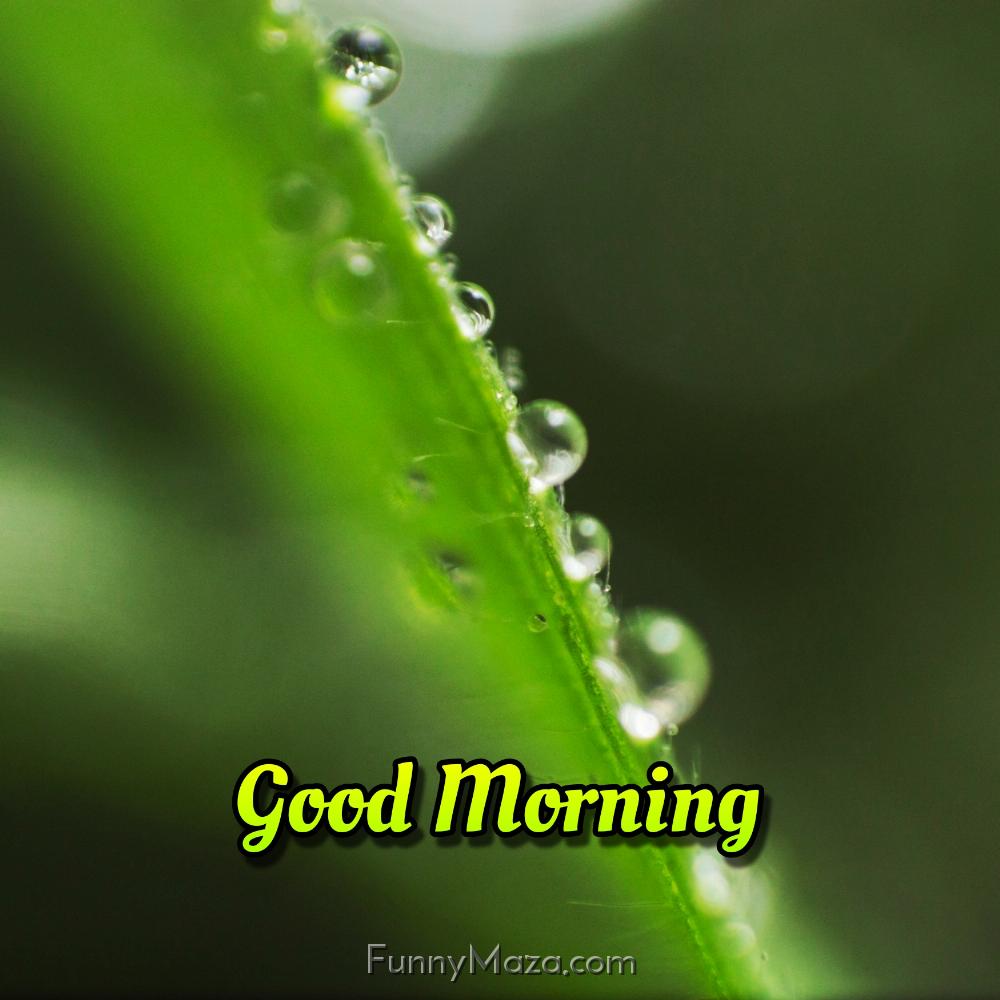 Good Morning Dew Drops Nature Images