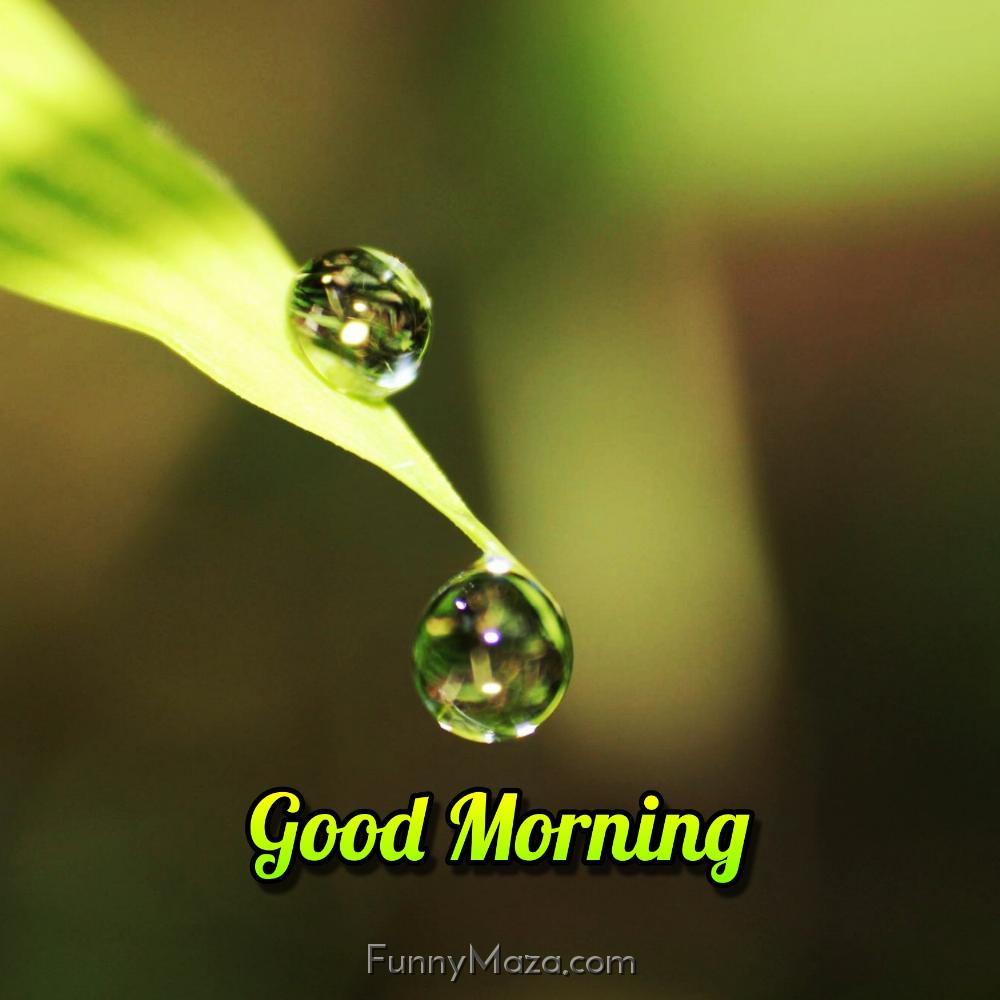 Good Morning Dew Drops Pictures Download