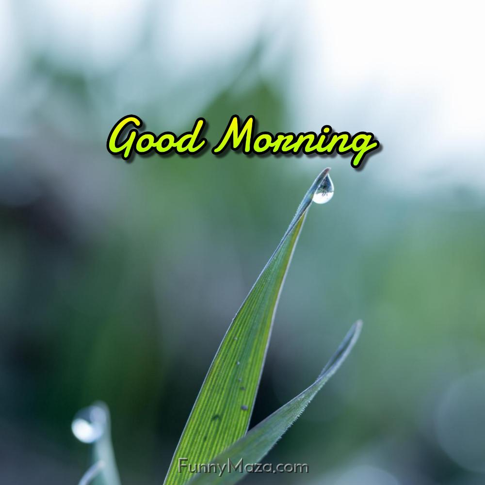 Good Morning Images Dew Drop Download