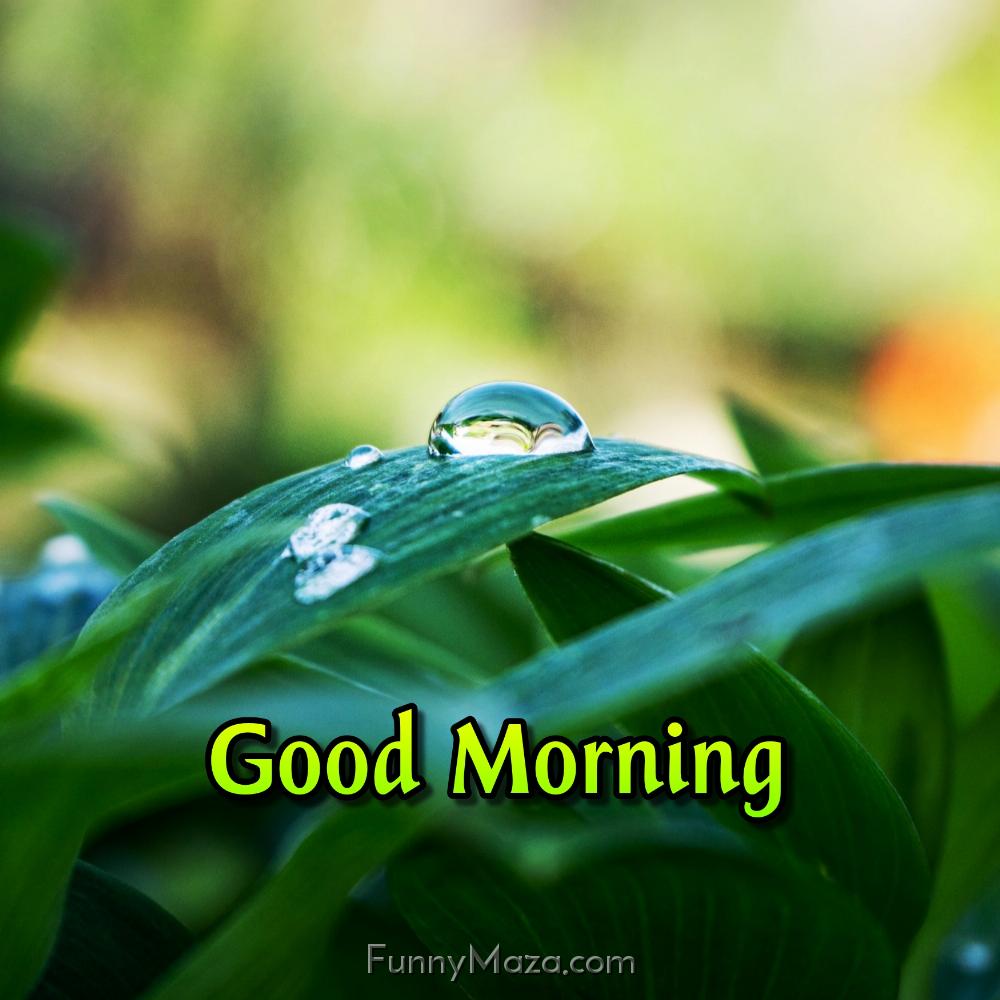 Good Morning Images Dew Drop