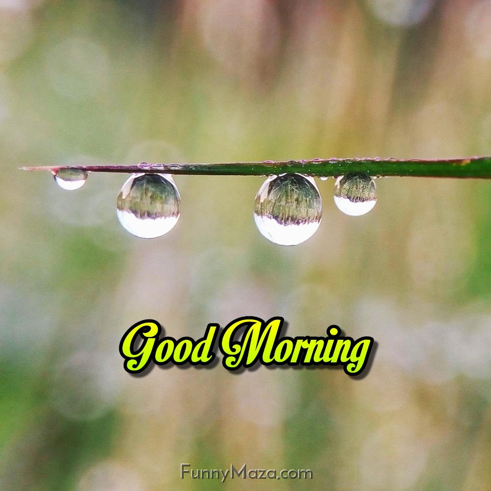 Good Morning Images Dew Drops Download