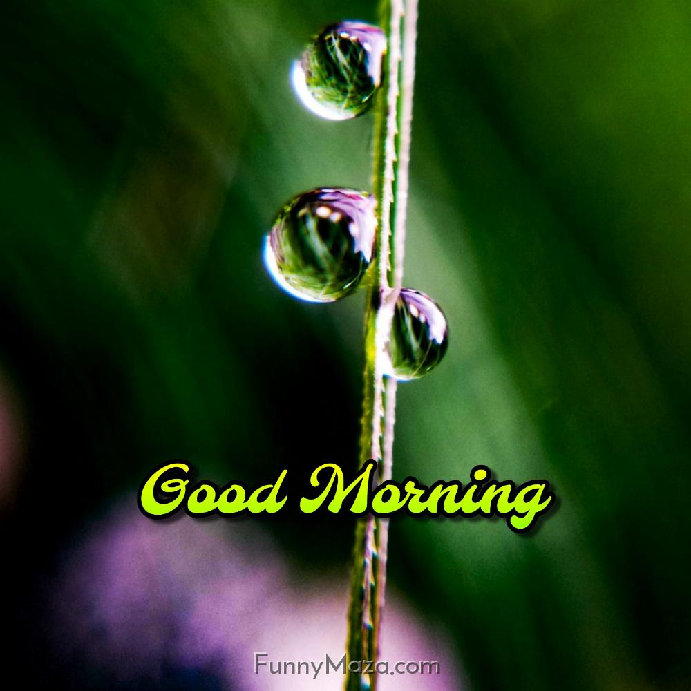 Good Morning Images Dew Drops