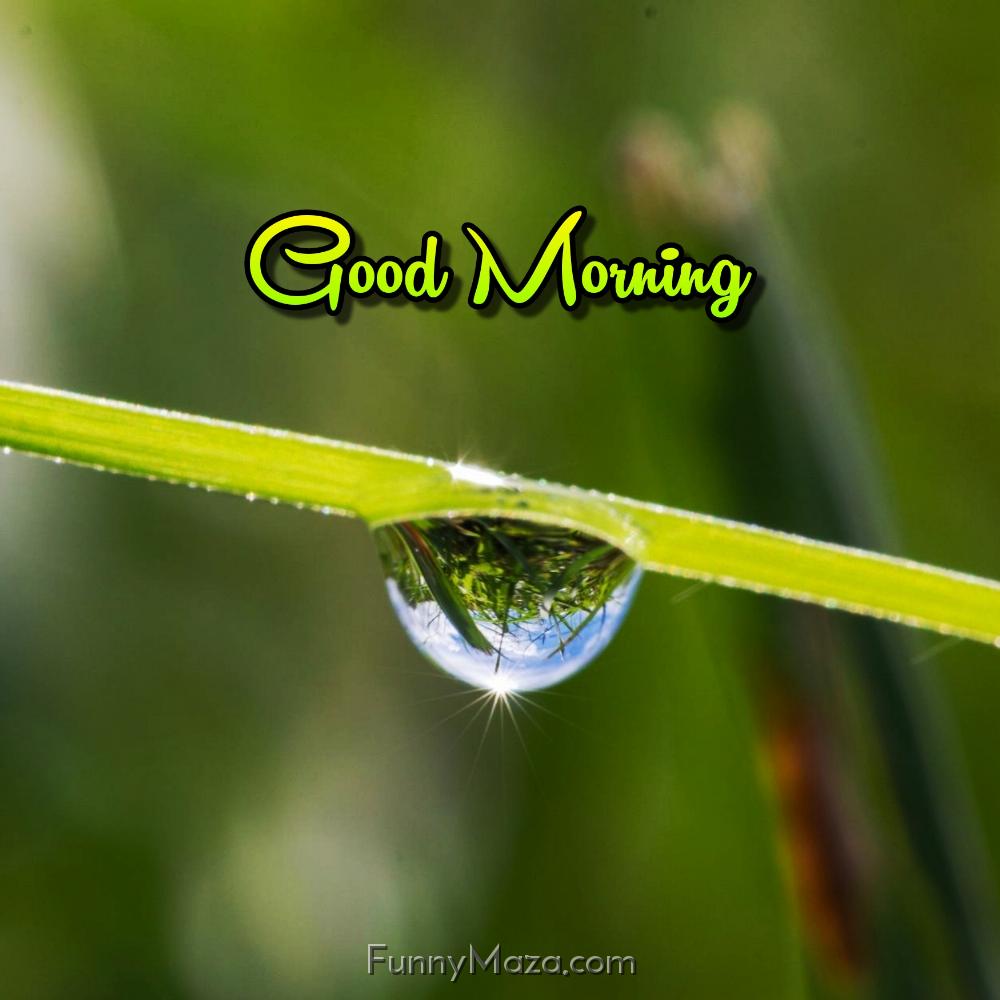 Good Morning Images Of Dew Drop