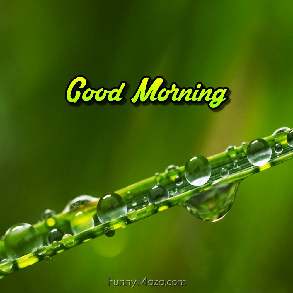 Good Morning With Dew Drops Images Download