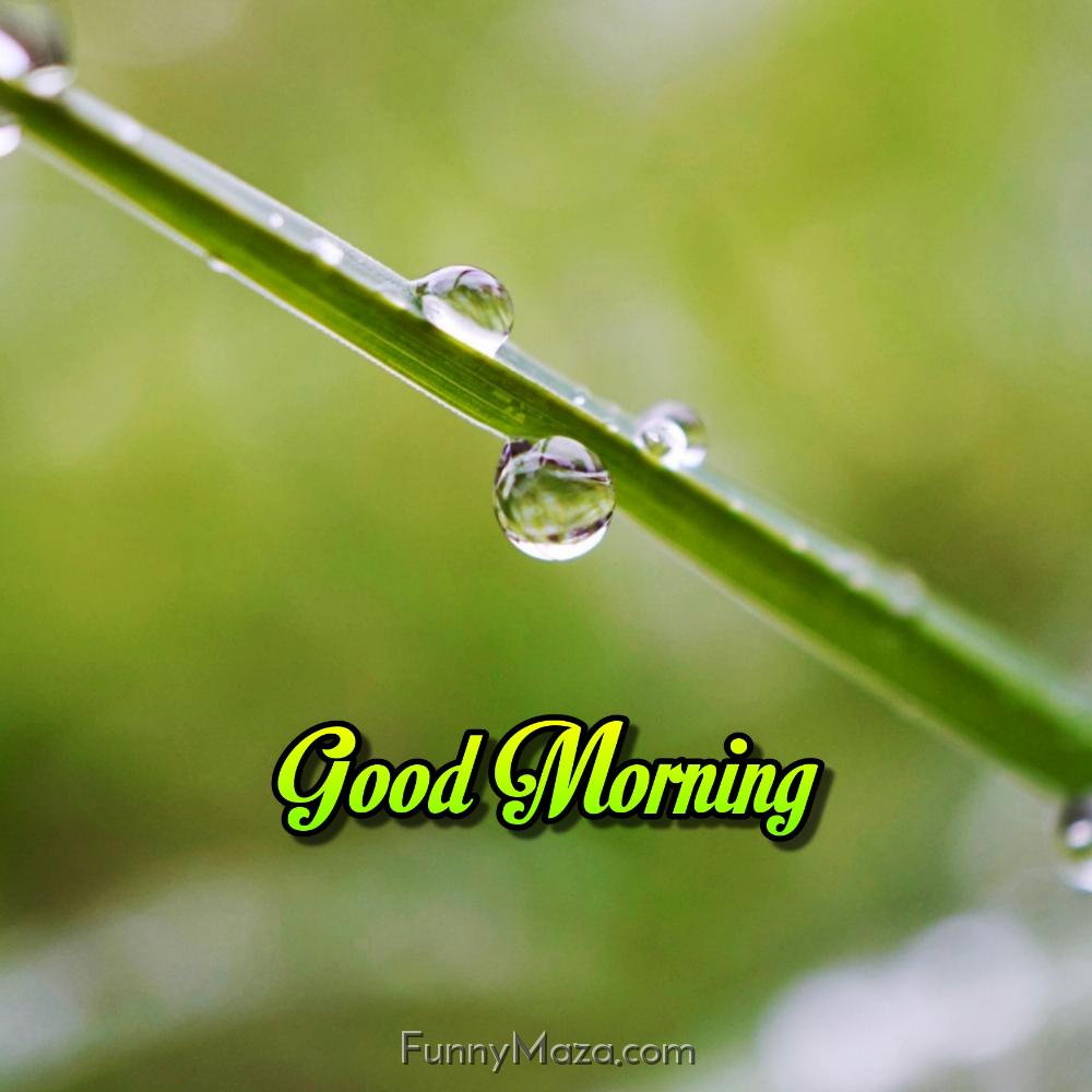 Good Morning With Dew Drops Images