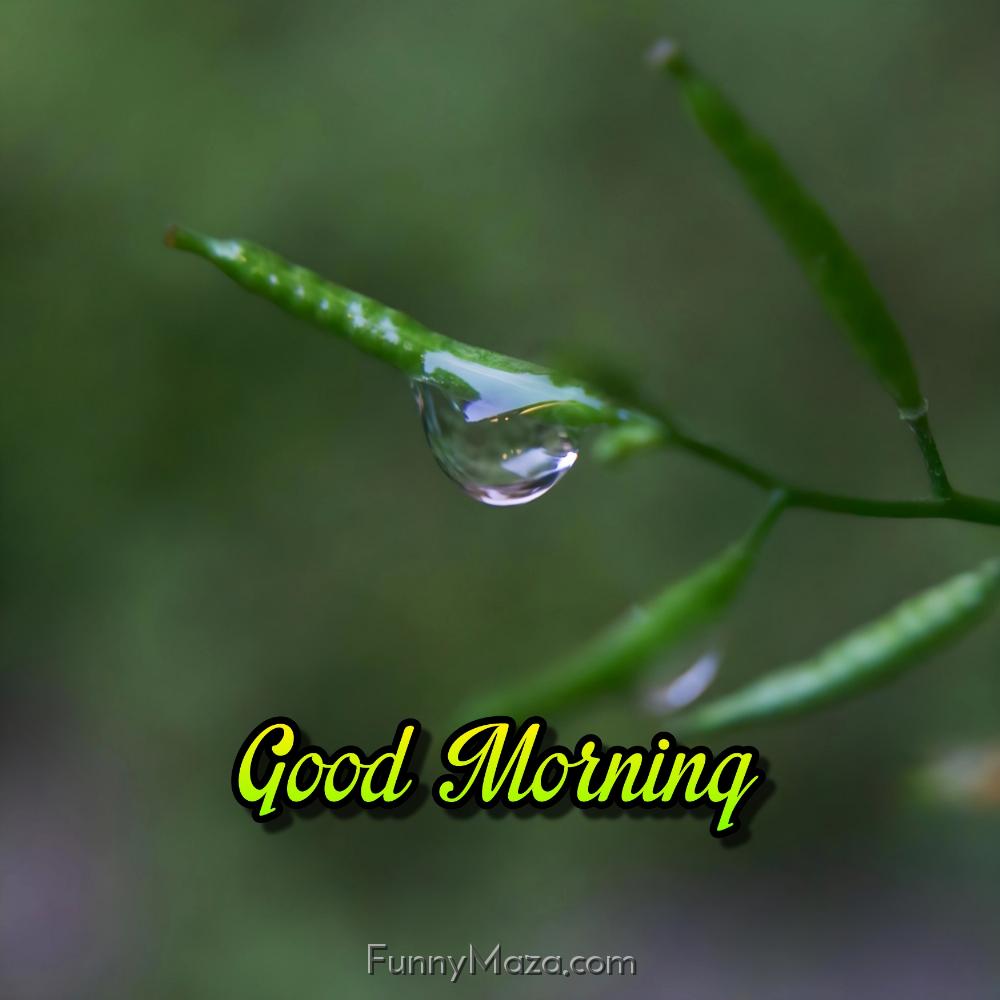 New Good Morning Images Dew Drop Download