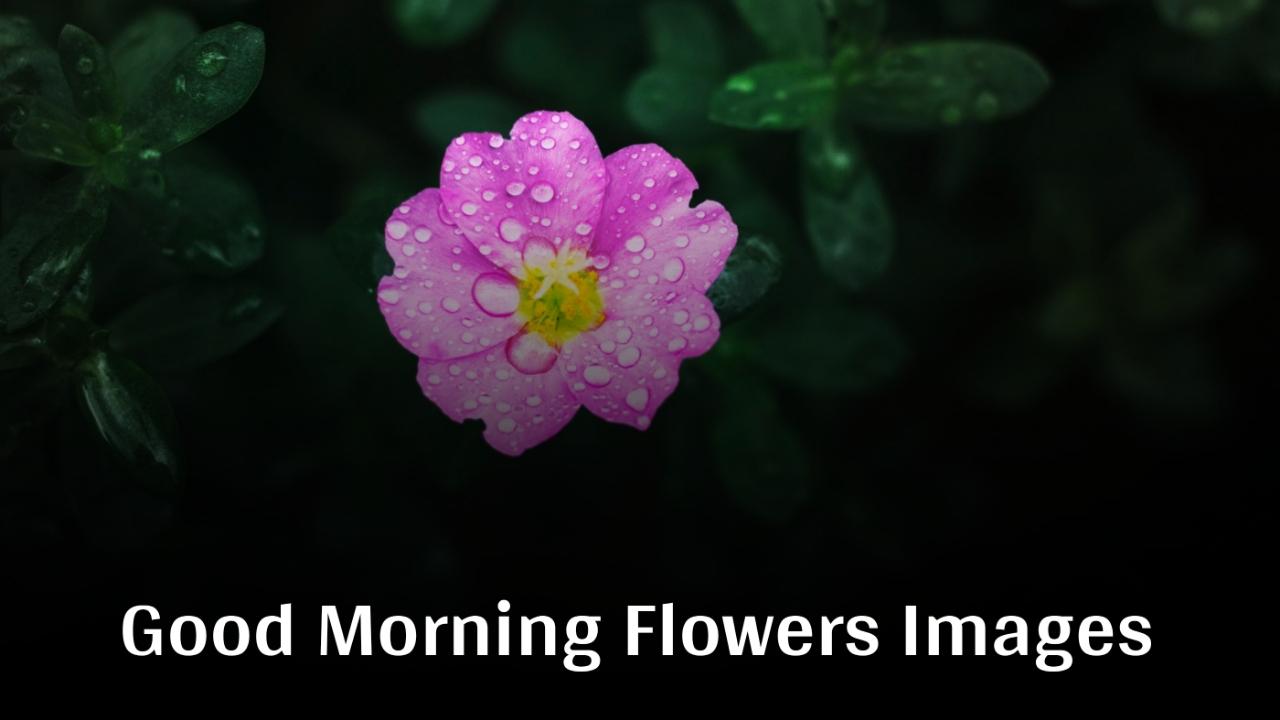 Beautiful Good Morning Flowers Images