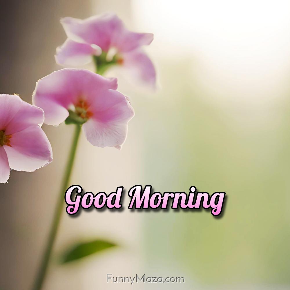 Best Good Morning Flowers Images