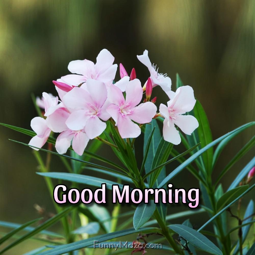 Download Good Morning Flower Images