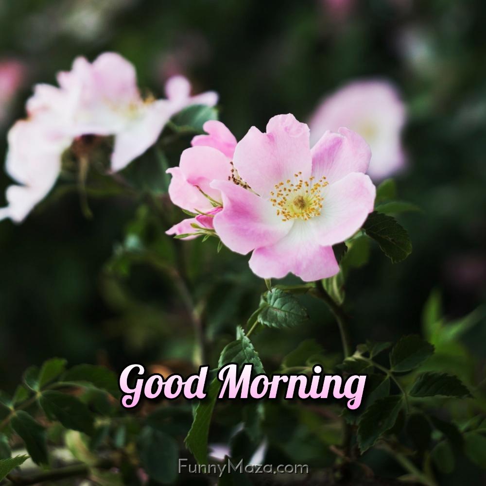 Flower Good Morning Images Hd