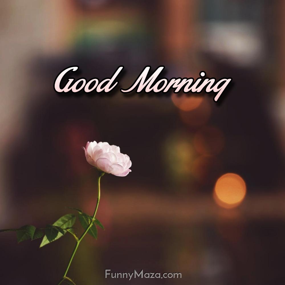 Free Good Morning Flower Images