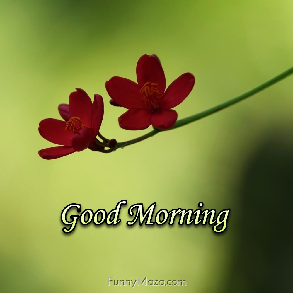 Good Morning Beautiful Flower Download