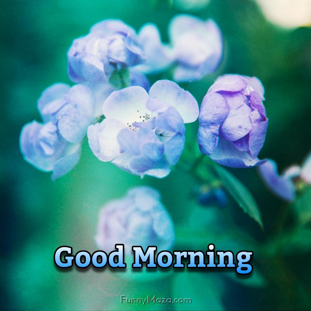 Good Morning Blue Flowers Images