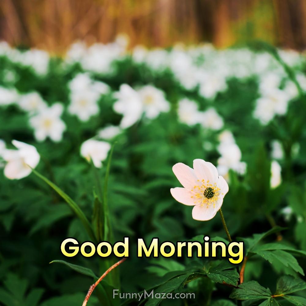 Good Morning Flower Garden Images