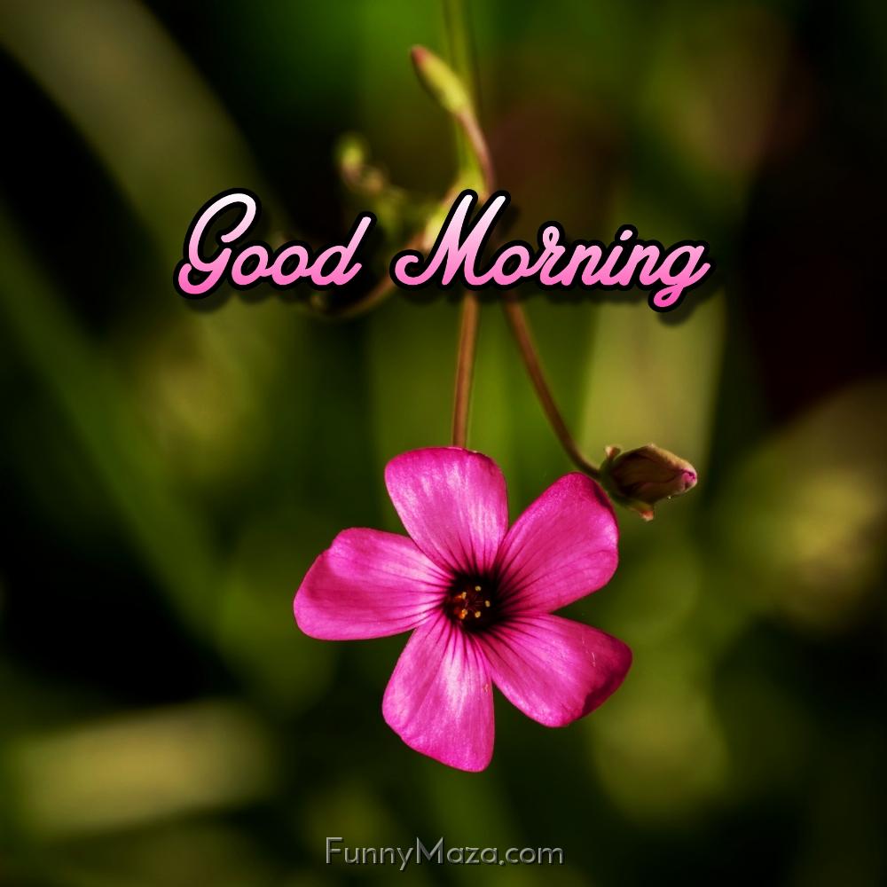 Good Morning Flower Images Free Download For Whatsapp