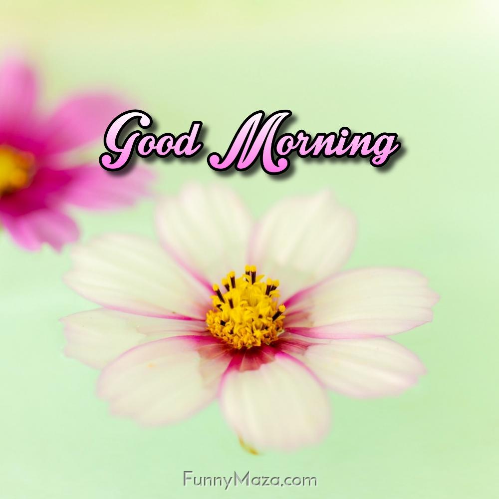 Good Morning Flower Images Hd 1080p