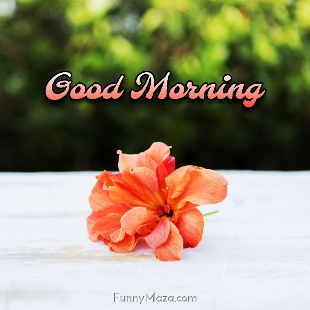 Good Morning Flower Images Hd Download