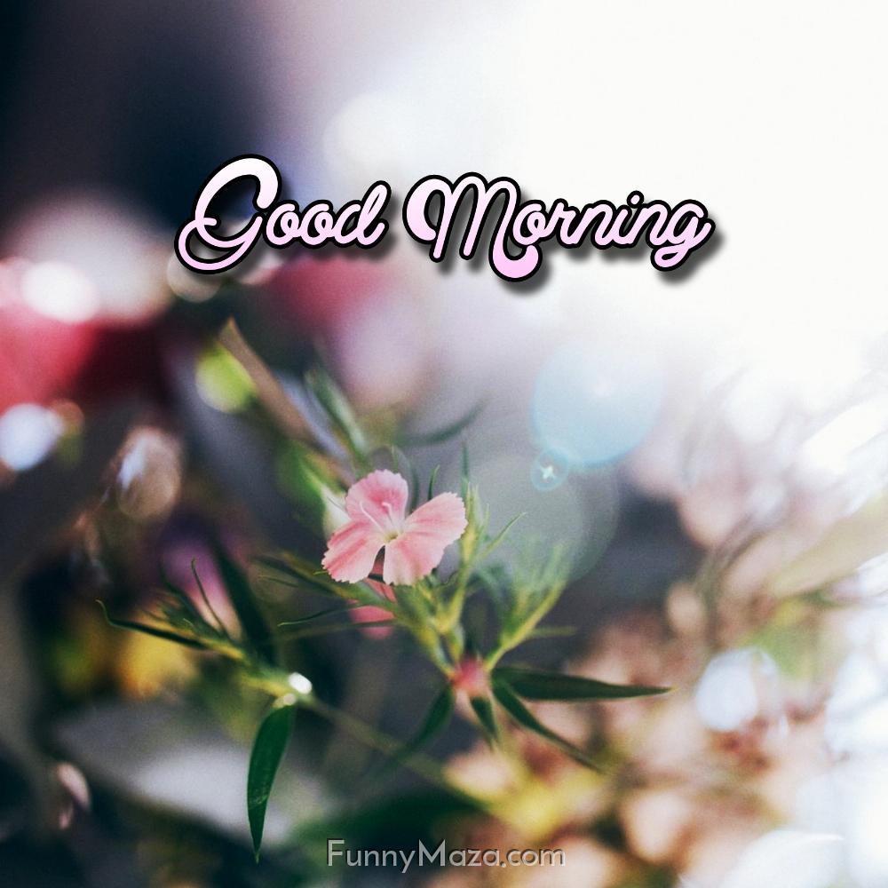 Good Morning Flower Images New