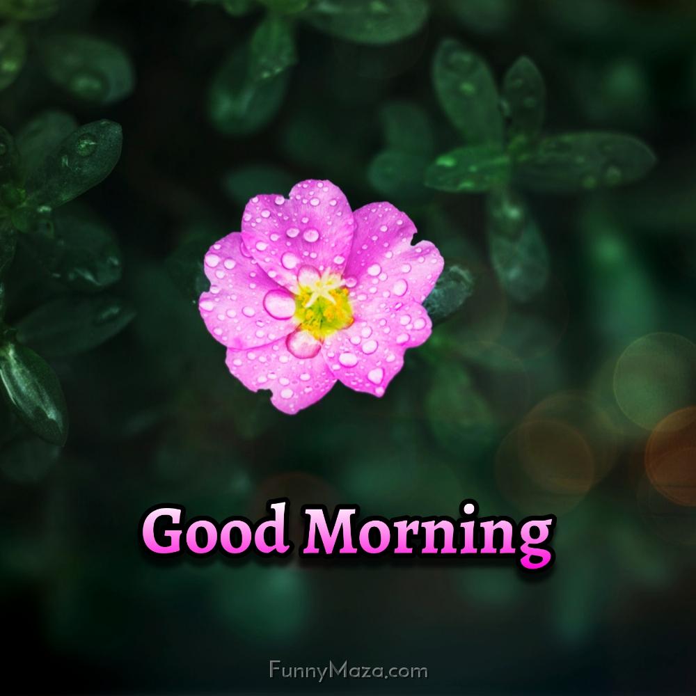 Good Morning Flowers Images 2024 HD Download