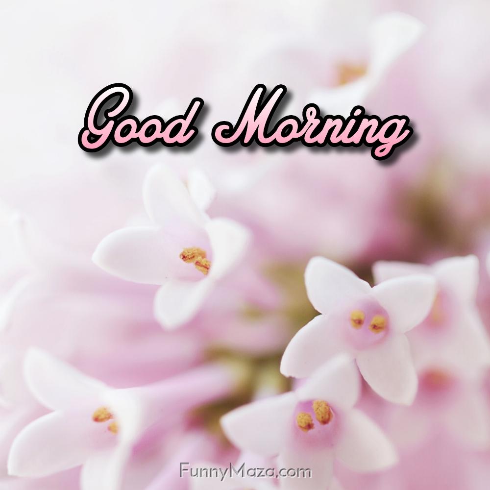 Good Morning Flowers Photo Image