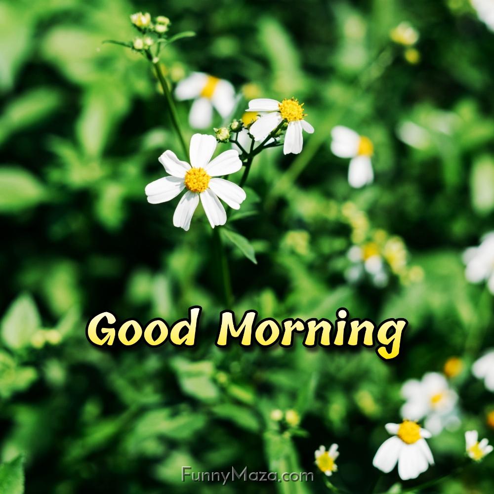 Good Morning Flowers Pictures For Whatsapp