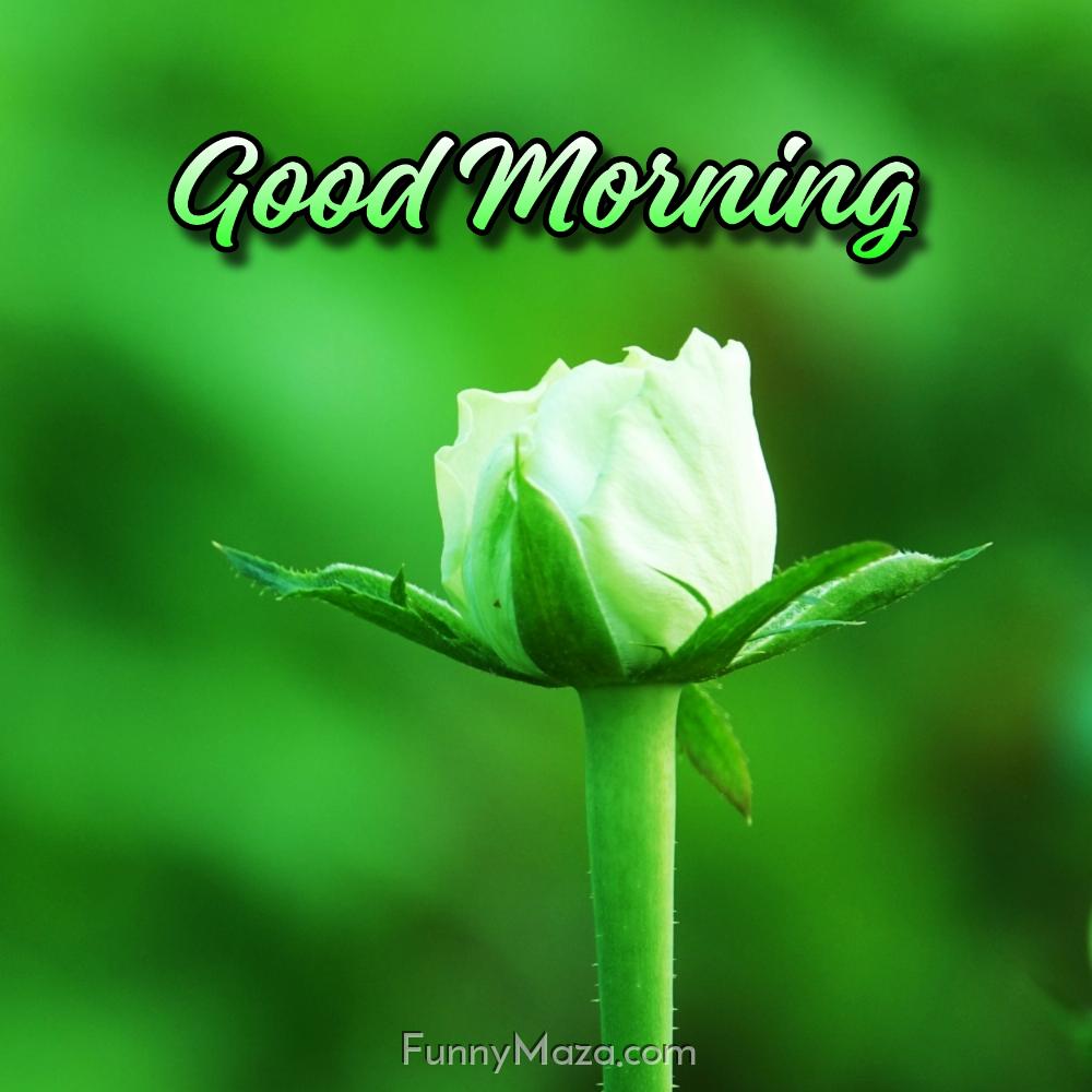 Good Morning Green Flowers Images