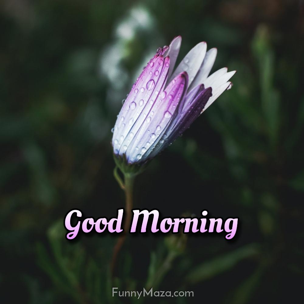 Good Morning Images Of Flower