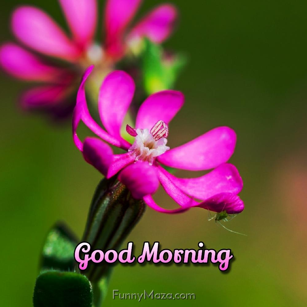 Good Morning Ka Phool Ka Photo