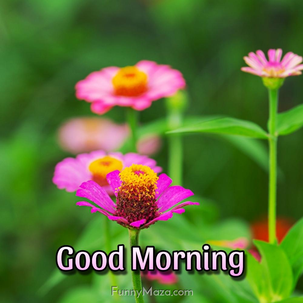 Good Morning Nature Flower Images