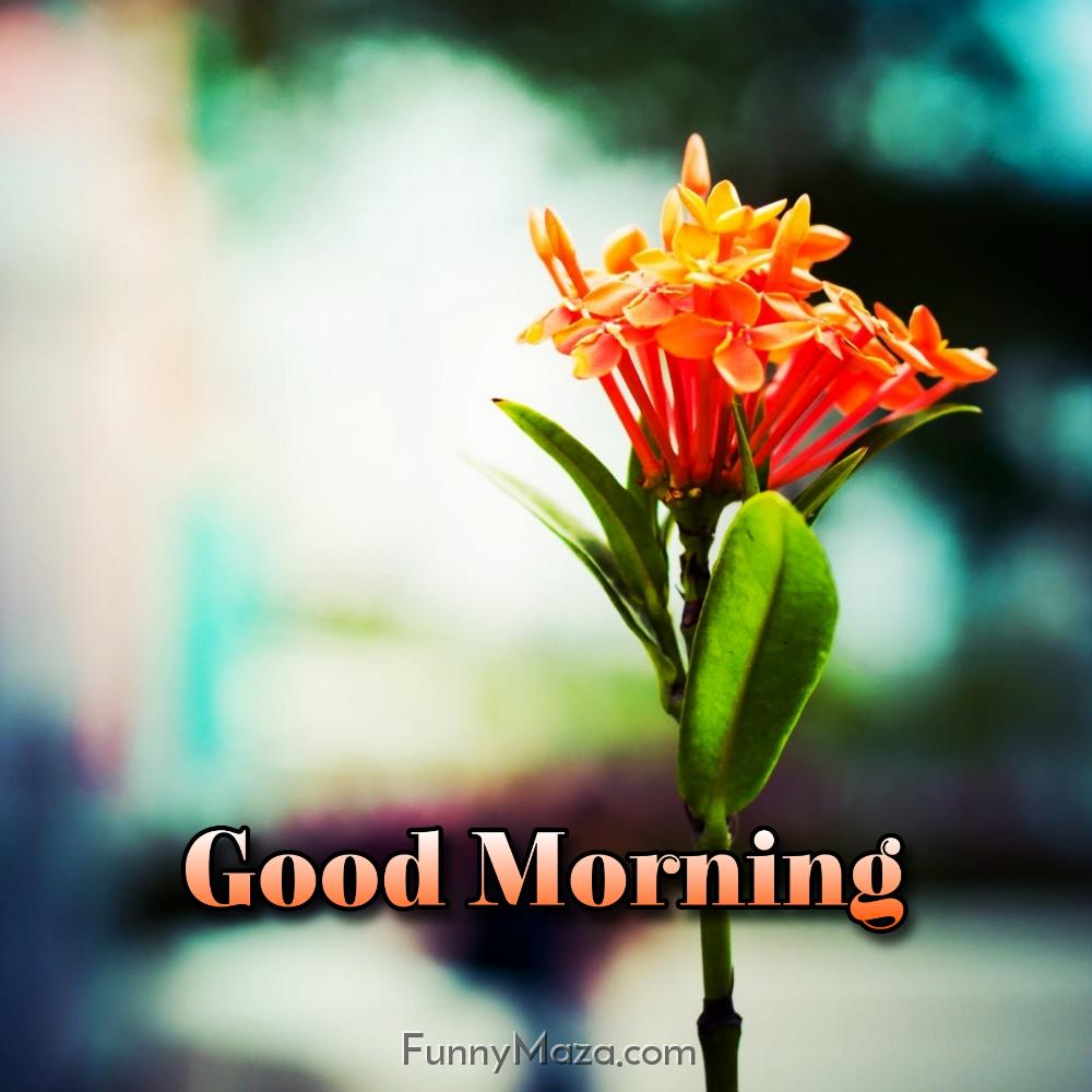 Good Morning Orange Flowers Image Download