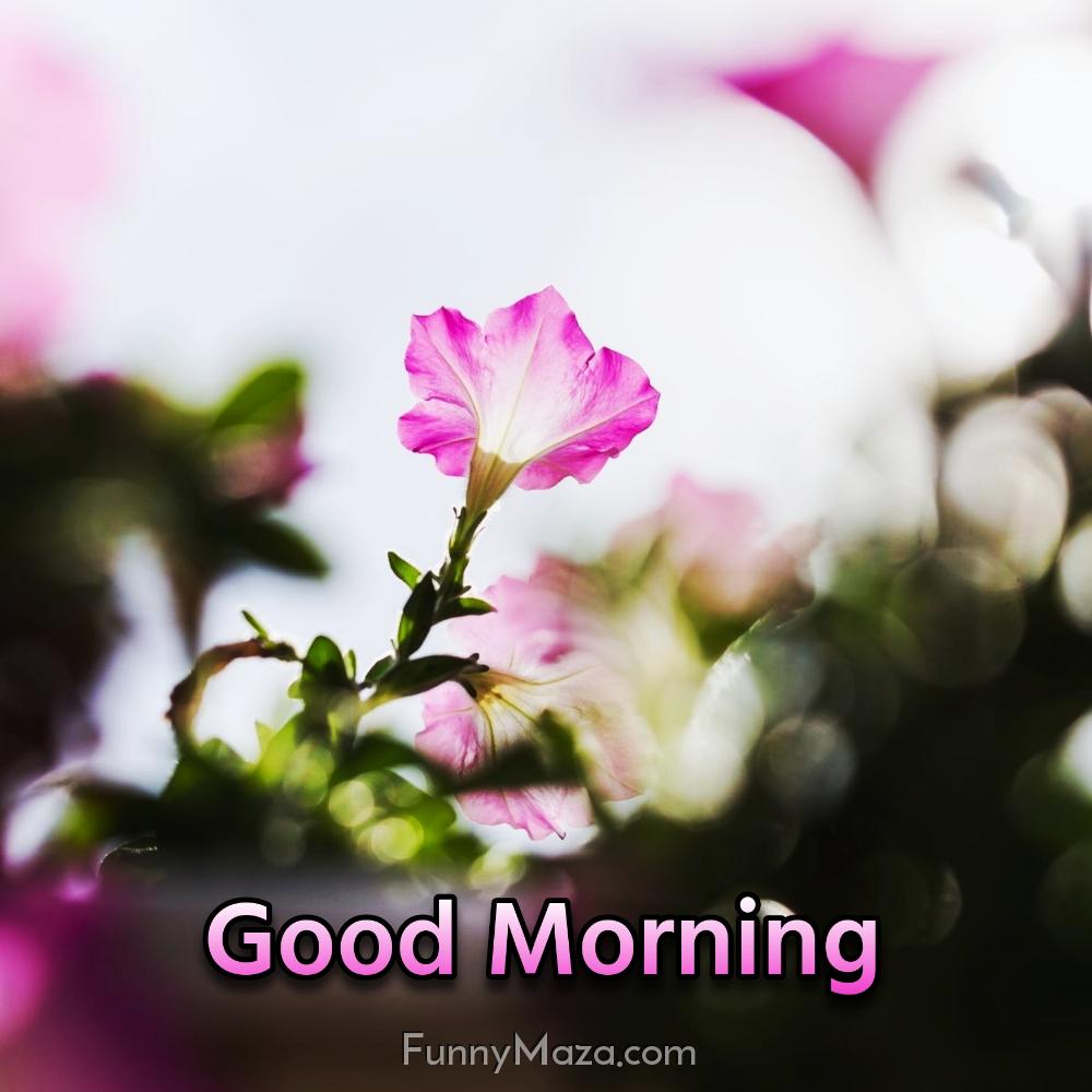 Good Morning Pink Flower Images