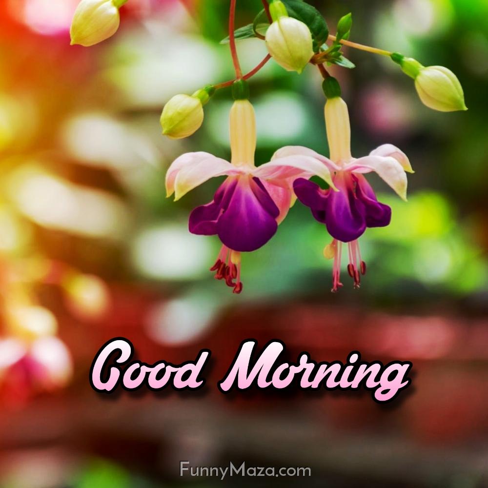 Good Morning Pretty Flowers Images