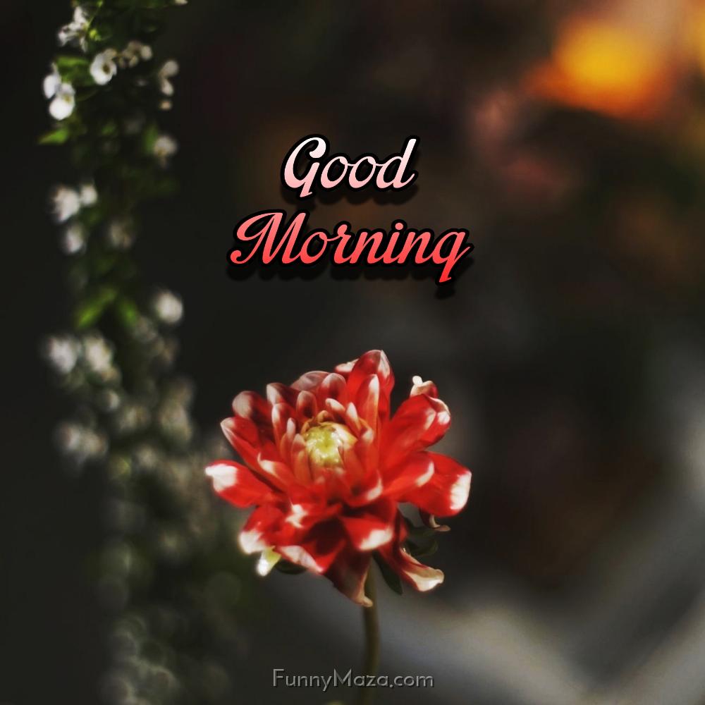 Good Morning Red Flowers Images