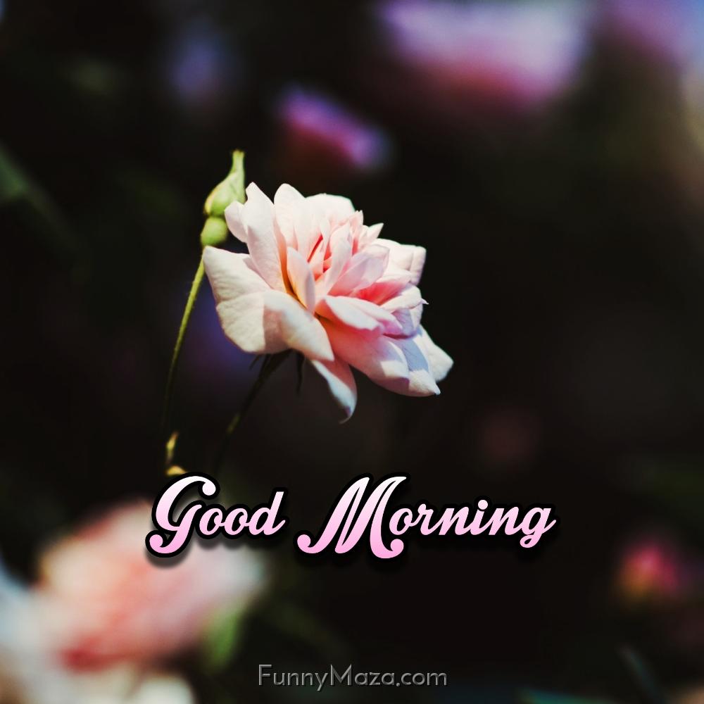 Good Morning Rose Flower Images