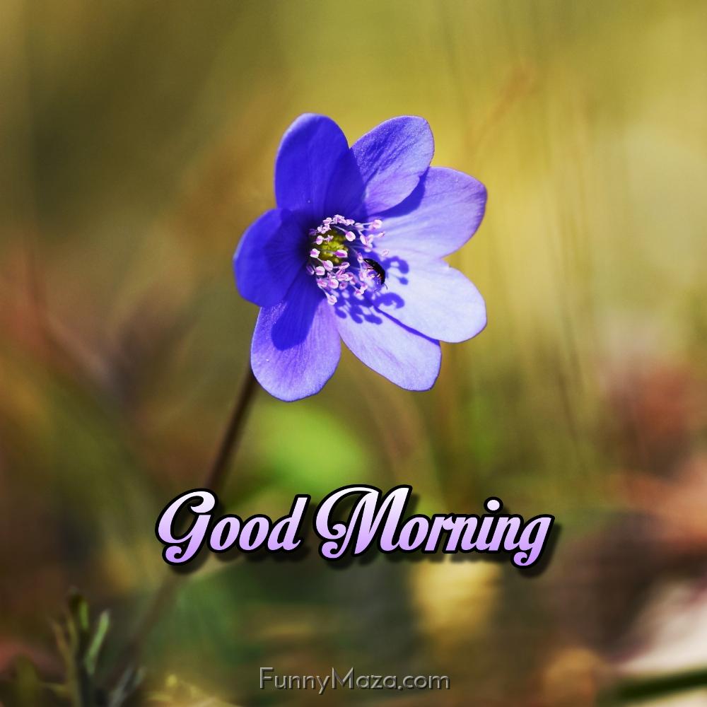 Good Morning Violet Flower Image Download