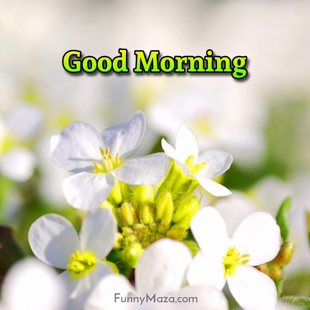 Good Morning White Flowers Image Download