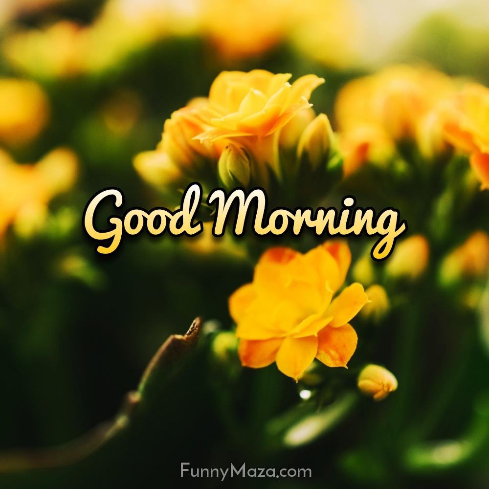 Good Morning Yellow Flower Images